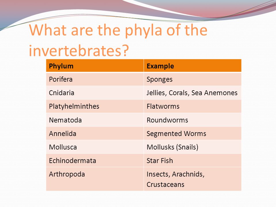 Introduction to the 9 Animal Phyla - ppt video online download
