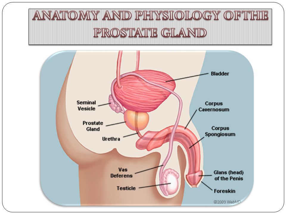 prostate gland anatomy and physiology