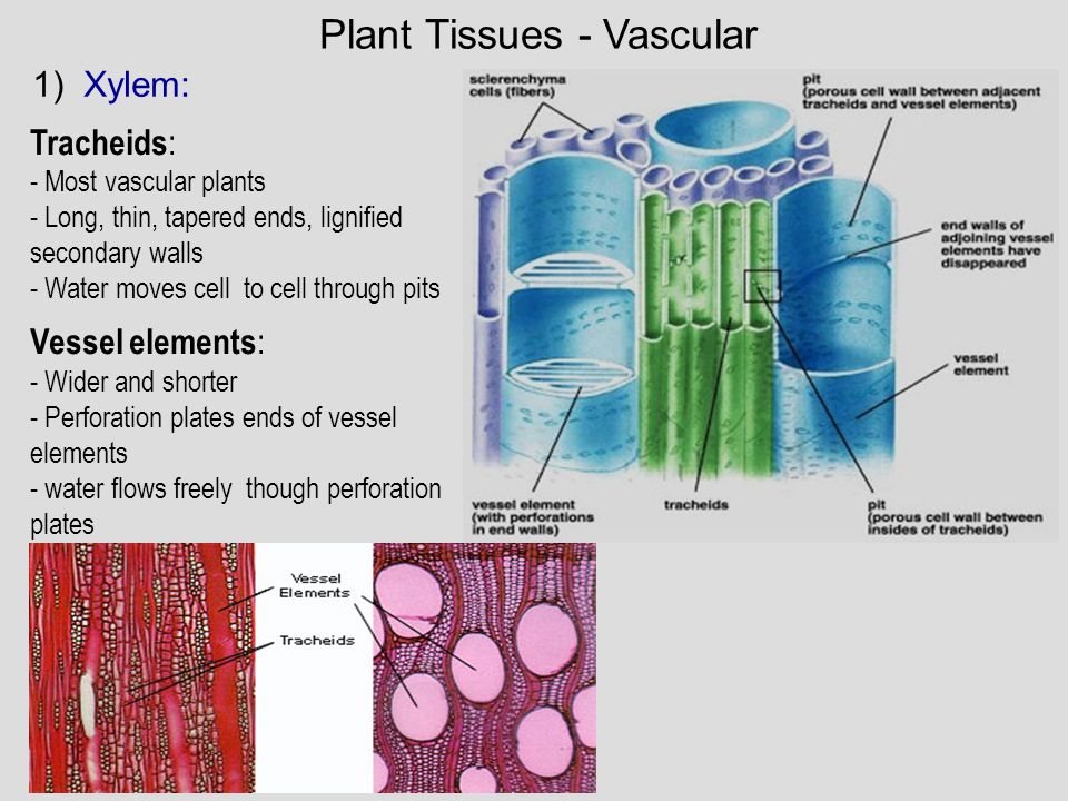 Plant tissues. Xylem Cell. Secondary Plant Tissues. Tissues in Plant.