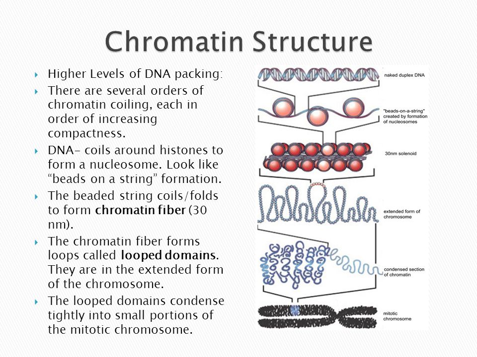 Chromatin Structure Higher Levels of DNA packing.