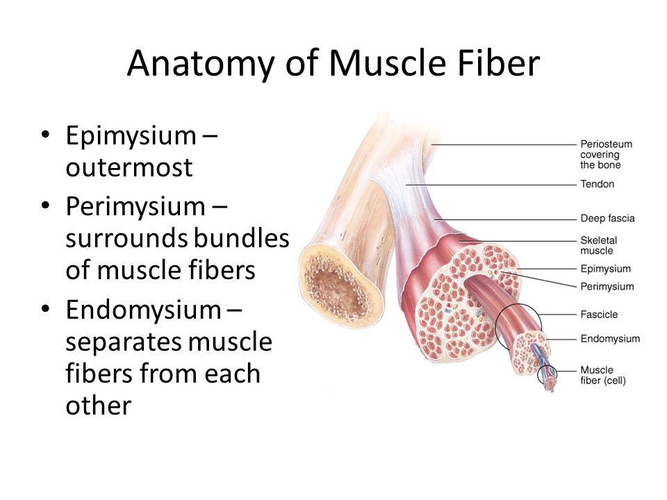 Skeletal Muscle Tissue Ppt Video Online Download