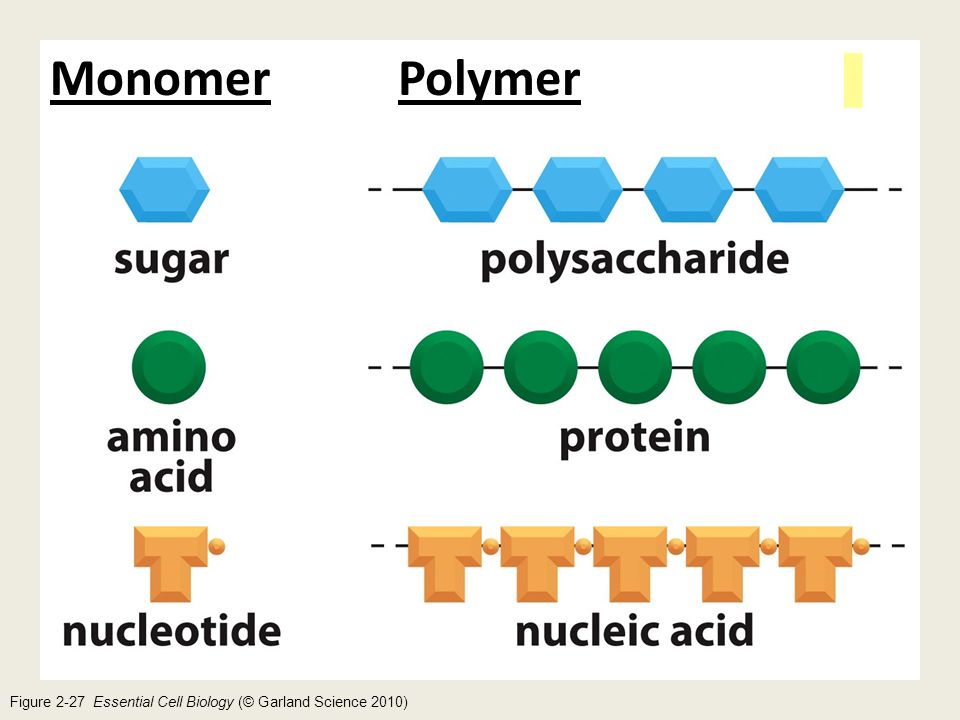 Полимеры и мономеры. Мономеры это в биологии. Строение полимеров и мономеров. Расщепляет биополимеры до мономеров