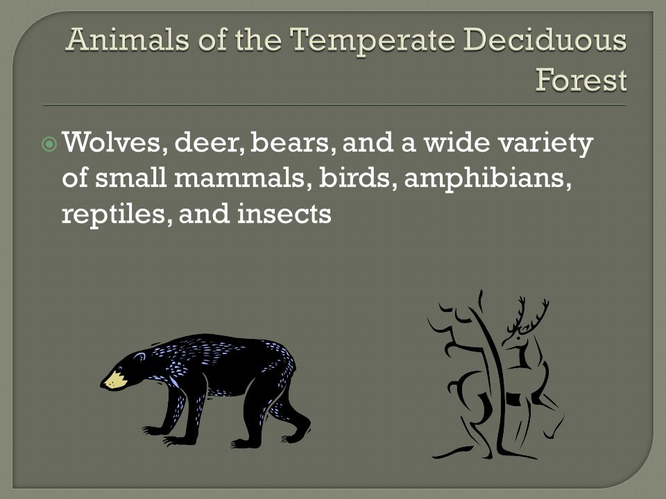Animals of the Temperate Deciduous Forest