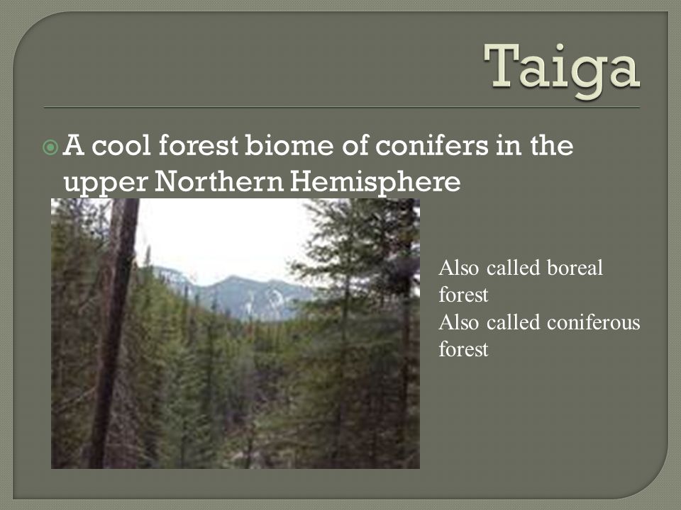 Taiga A cool forest biome of conifers in the upper Northern Hemisphere