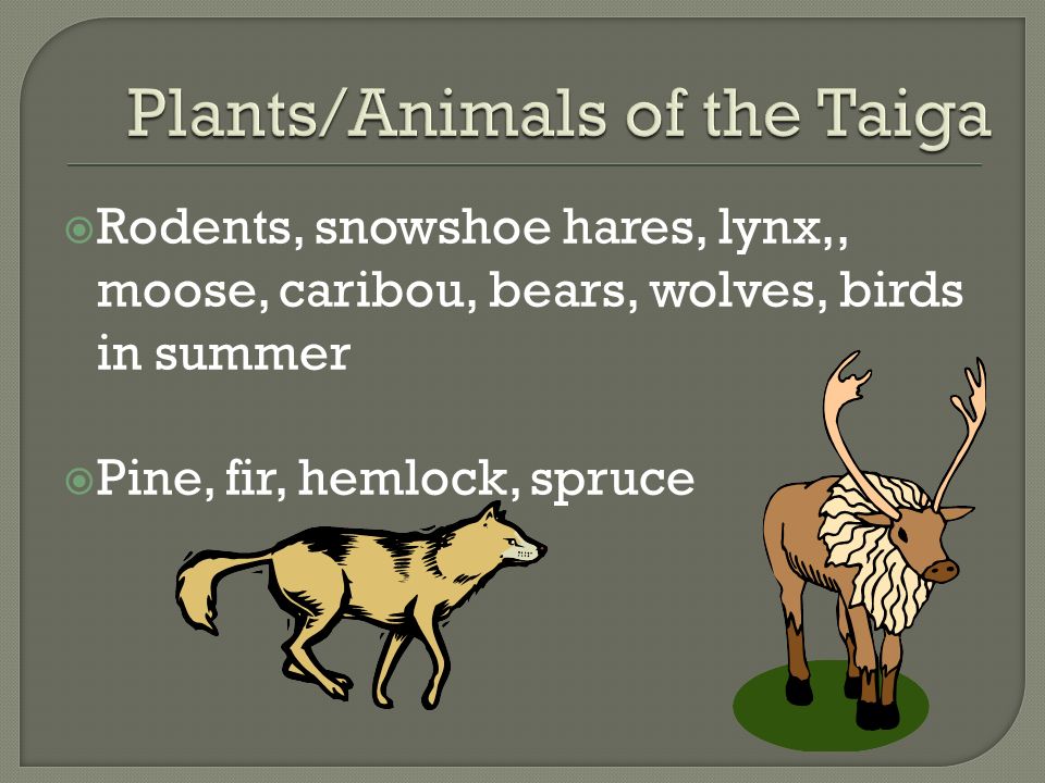 Plants/Animals of the Taiga