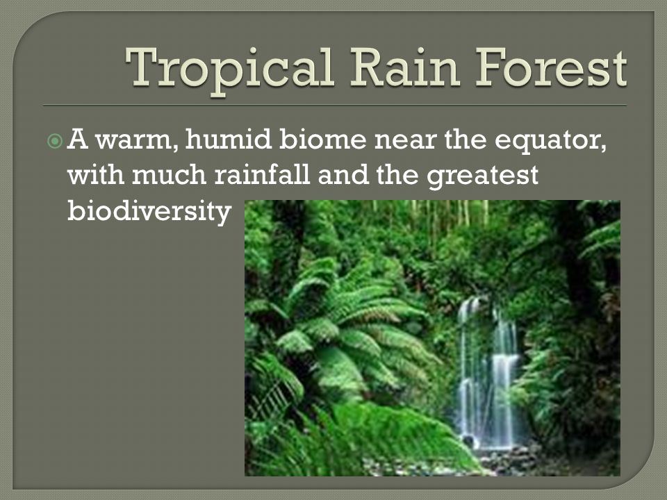 Tropical Rain Forest A warm, humid biome near the equator, with much rainfall and the greatest biodiversity.