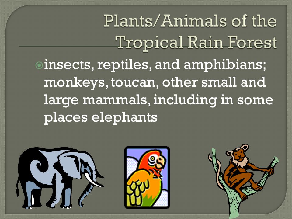 Plants/Animals of the Tropical Rain Forest