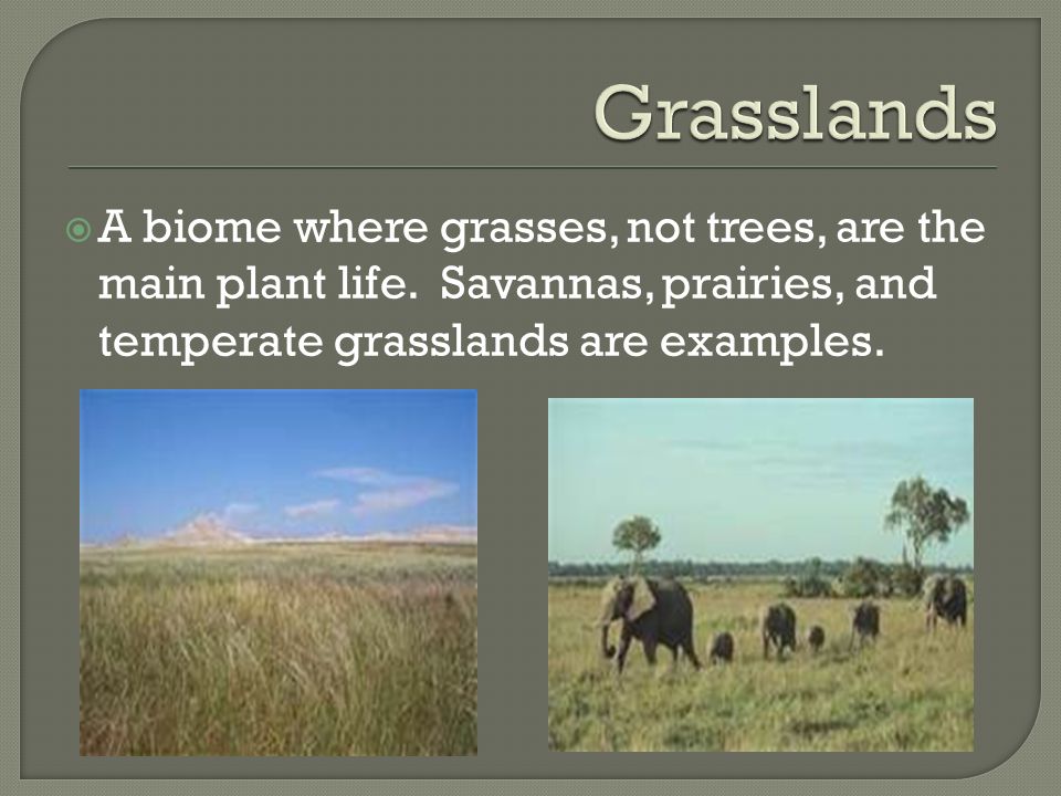 Grasslands A biome where grasses, not trees, are the main plant life.