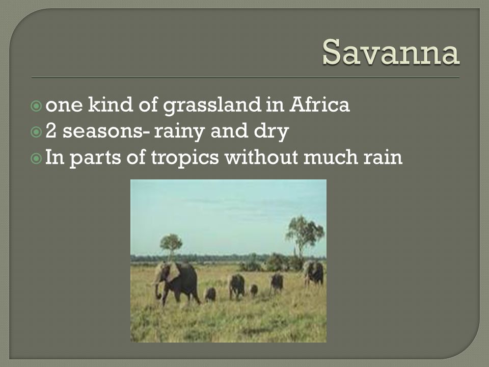 Savanna one kind of grassland in Africa 2 seasons- rainy and dry