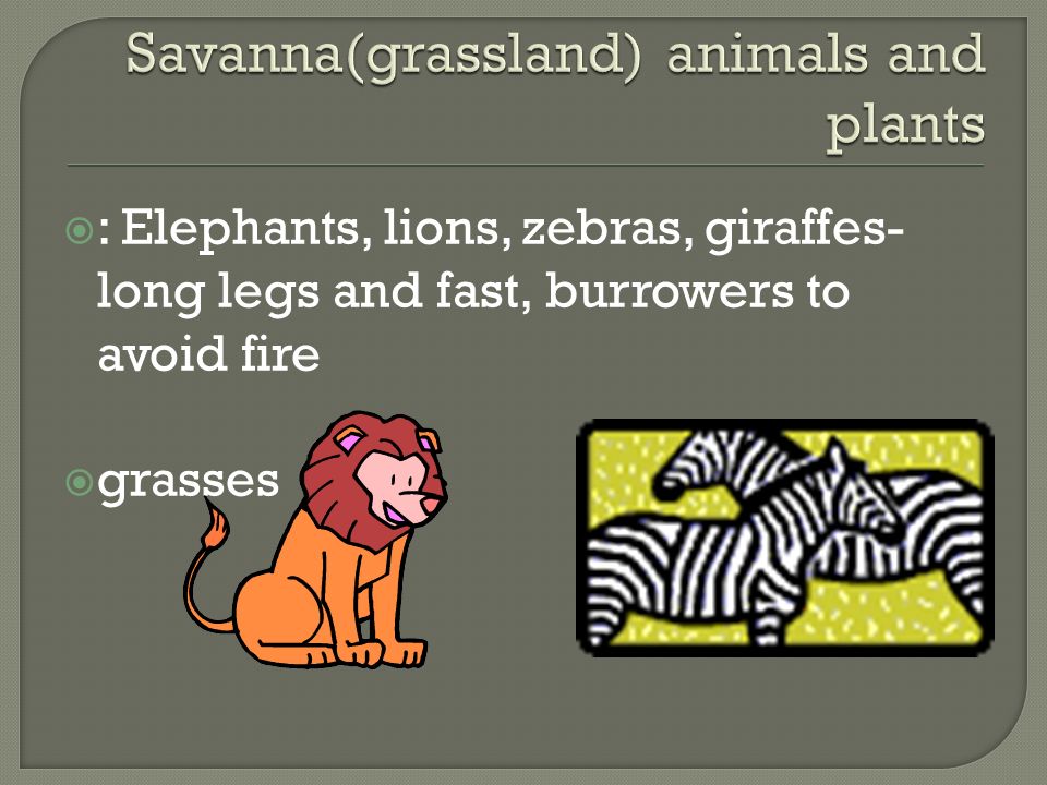 Savanna(grassland) animals and plants