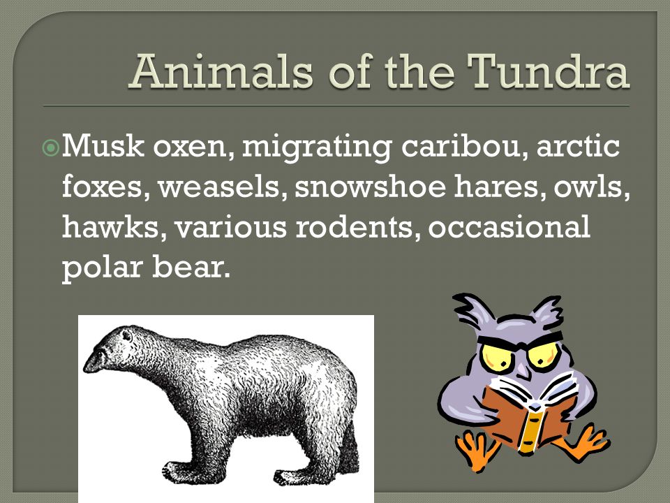 Animals of the Tundra Musk oxen, migrating caribou, arctic foxes, weasels, snowshoe hares, owls, hawks, various rodents, occasional polar bear.