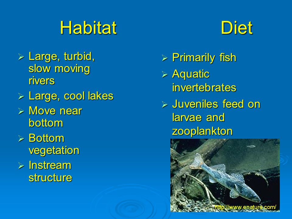 Habitat Diet Large, turbid, slow moving rivers Large, cool lakes