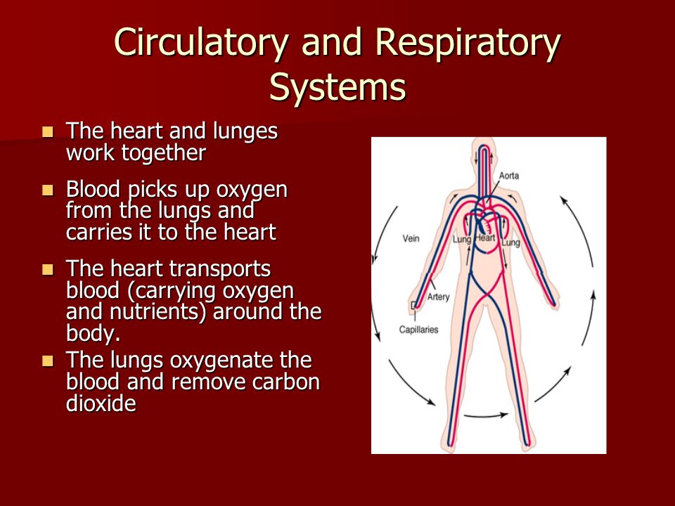 Circulatory and Respiratory Systems