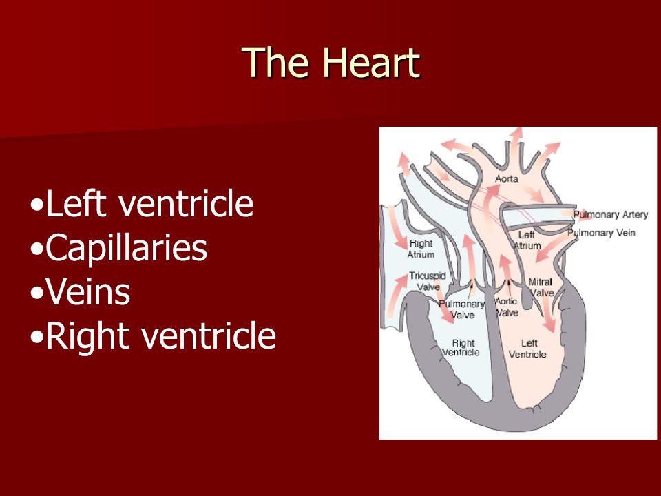 The Heart Left ventricle Capillaries Veins Right ventricle