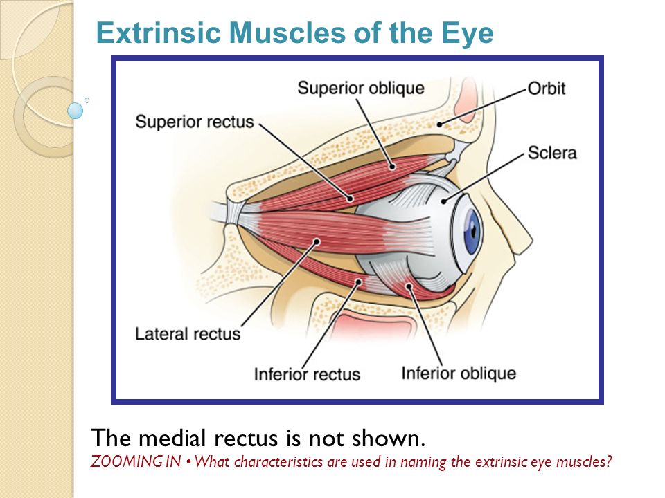 Extrinsic Muscles of the Eye.