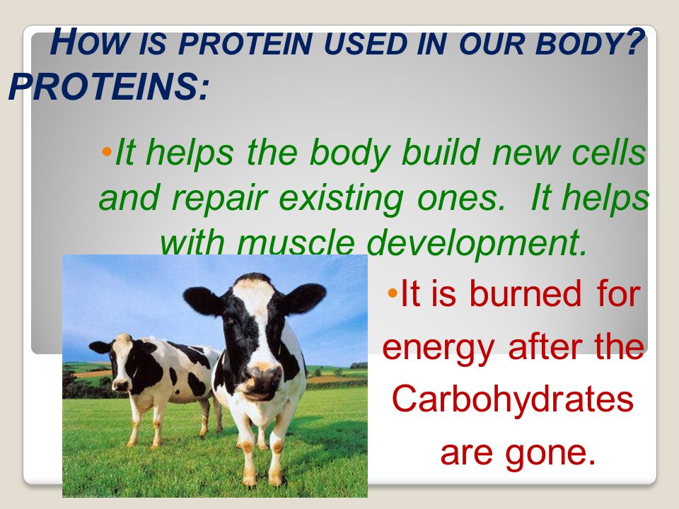 How is protein used in our body PROTEINS: