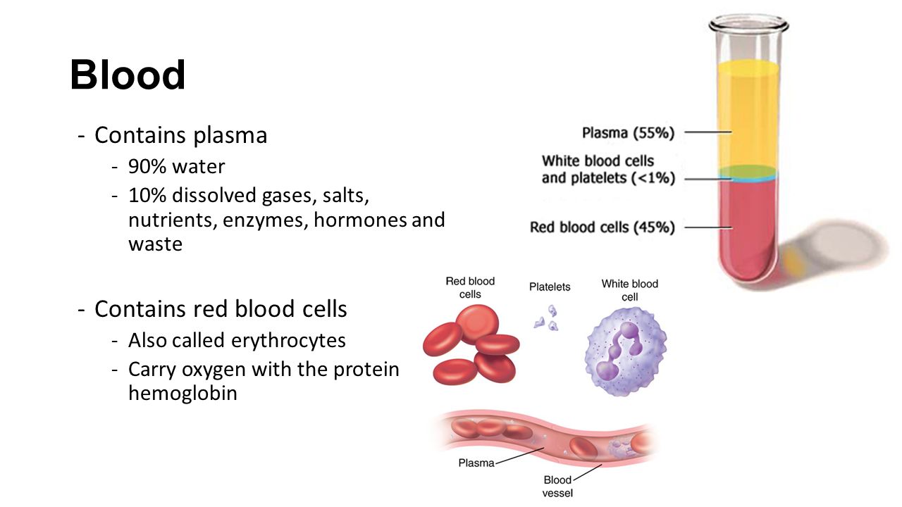 Blood Contains plasma Contains red blood cells 90% water