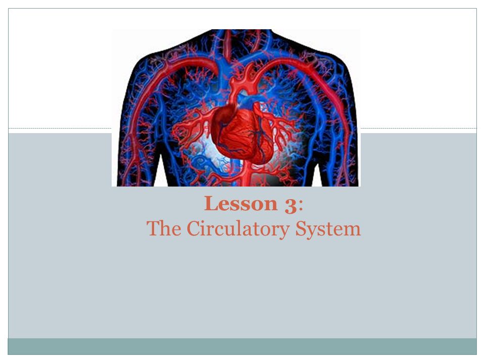 Lesson 3: The Circulatory System
