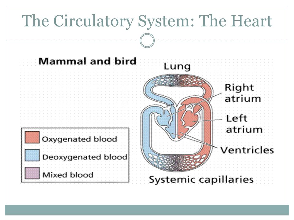 The Circulatory System: The Heart