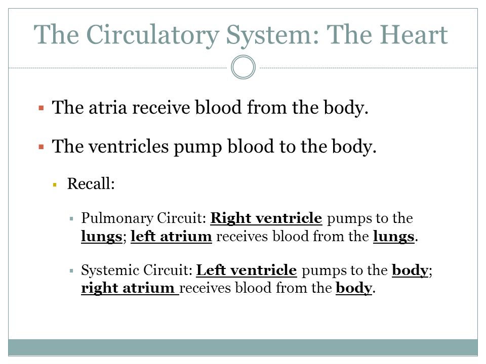 The Circulatory System: The Heart