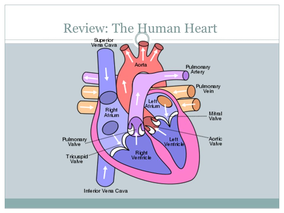 Review: The Human Heart