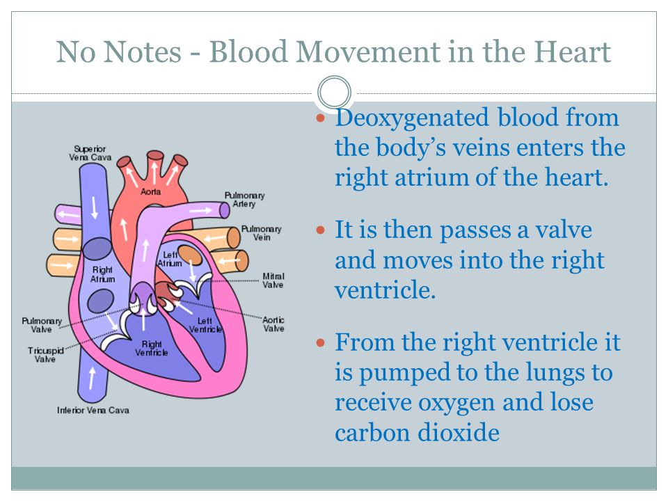 No Notes - Blood Movement in the Heart