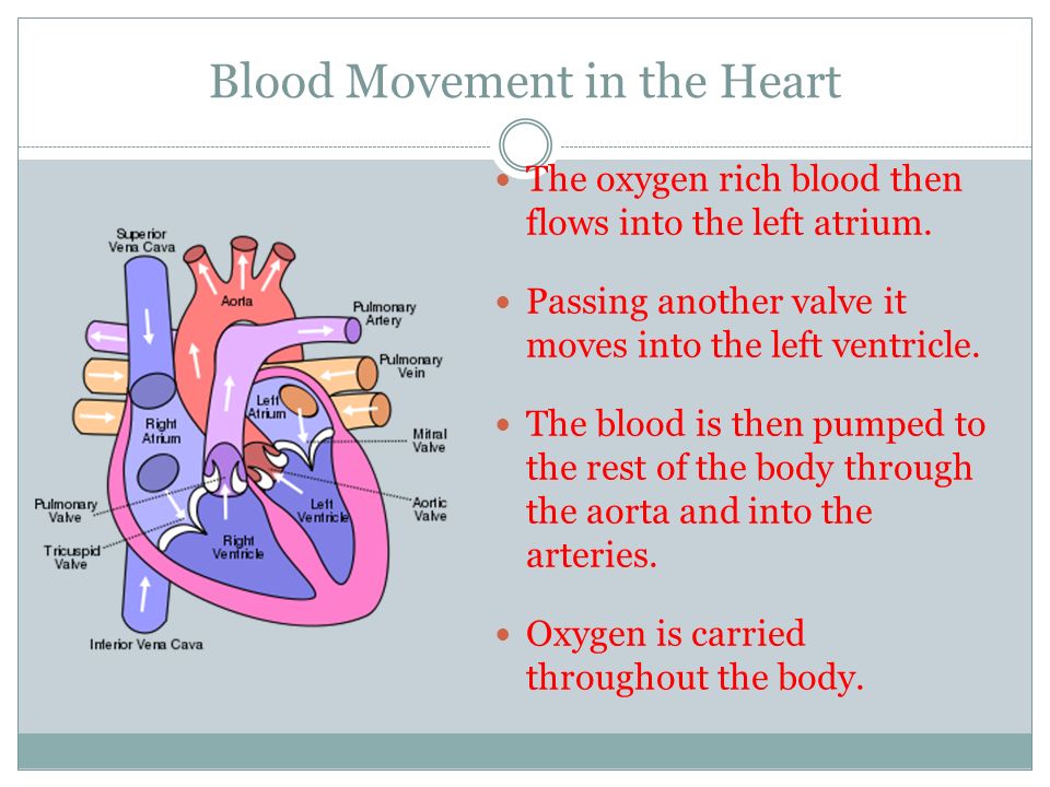 Blood Movement in the Heart