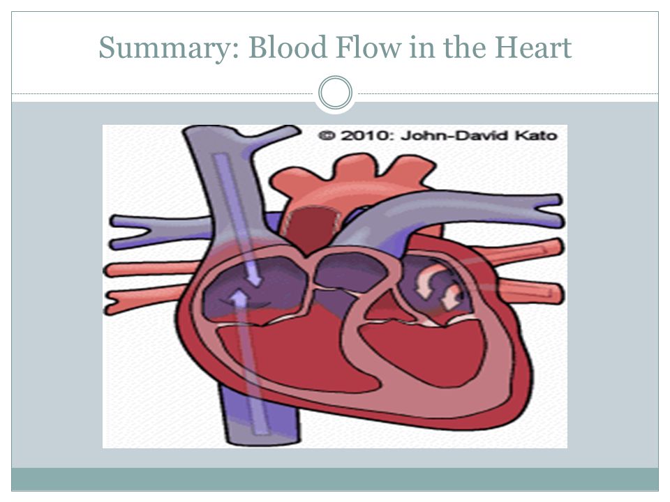 Summary: Blood Flow in the Heart