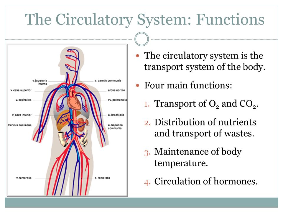 The Circulatory System: Functions