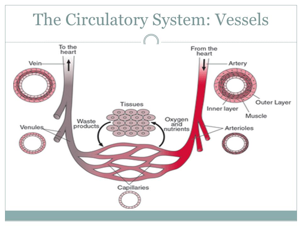 The Circulatory System: Vessels