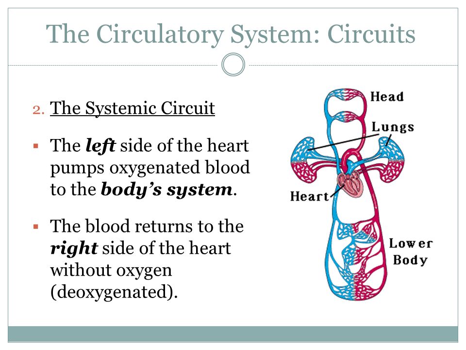 The Circulatory System: Circuits