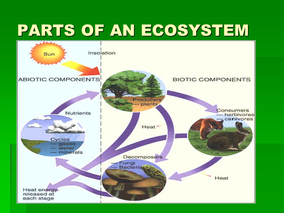 PARTS OF AN ECOSYSTEM