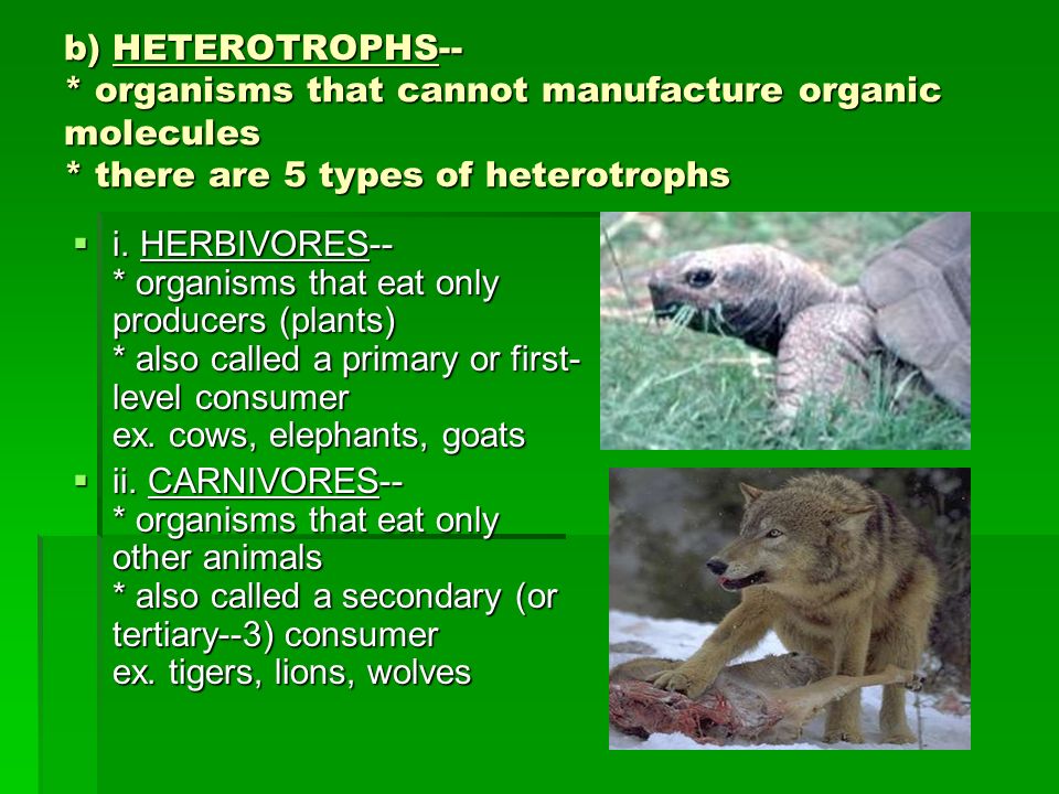 b) HETEROTROPHS--. organisms that cannot manufacture organic molecules