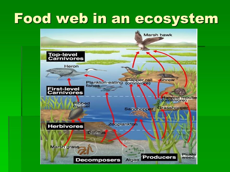 Food web in an ecosystem