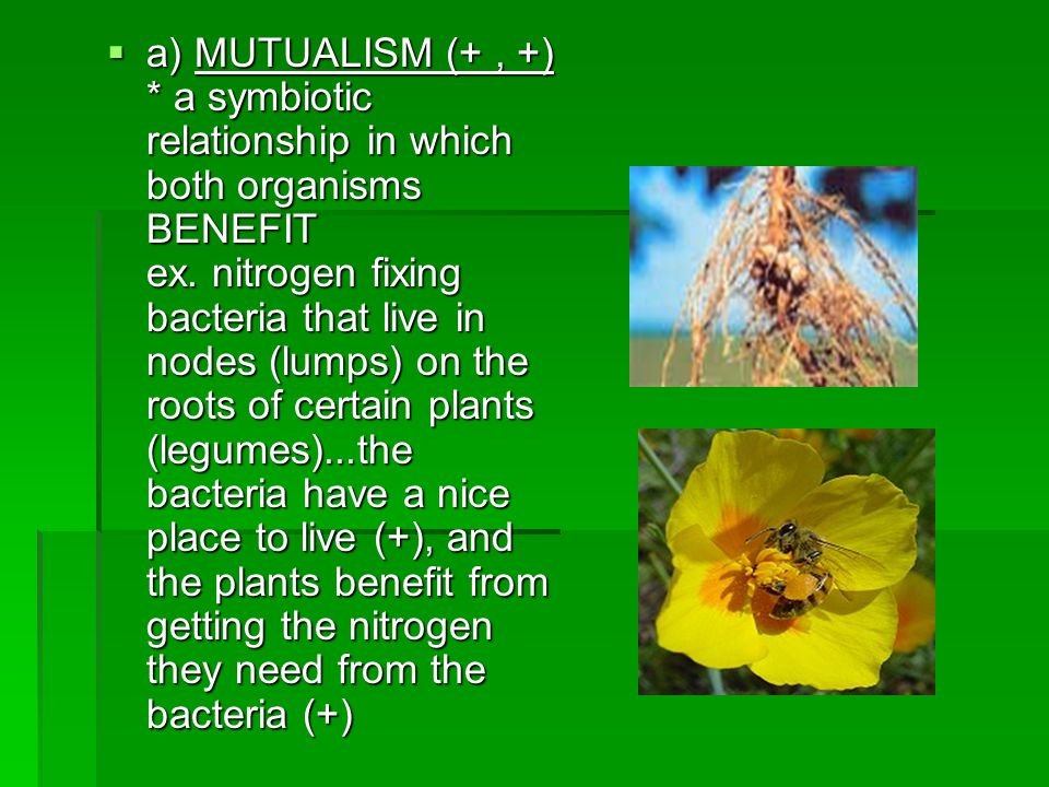 a) MUTUALISM (+ , +) * a symbiotic relationship in which both organisms BENEFIT ex.