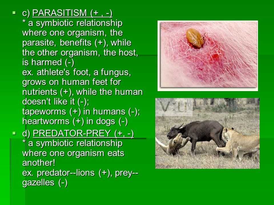 c) PARASITISM (+ , -) * a symbiotic relationship where one organism, the parasite, benefits (+), while the other organism, the host, is harmed (-) ex. athlete s foot, a fungus, grows on human feet for nutrients (+), while the human doesn t like it (-); tapeworms (+) in humans (-); heartworms (+) in dogs (-)