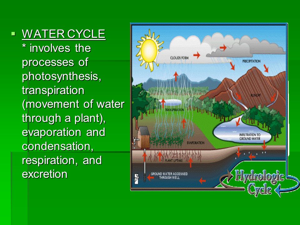 WATER CYCLE * involves the processes of photosynthesis, transpiration (movement of water through a plant), evaporation and condensation, respiration, and excretion