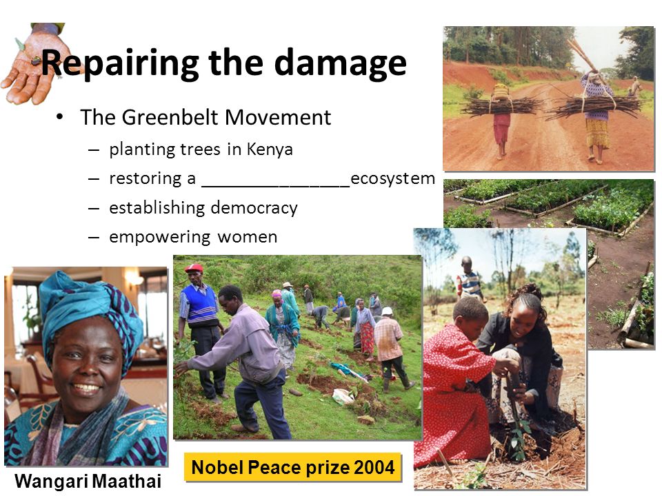 Repairing the damage The Greenbelt Movement planting trees in Kenya