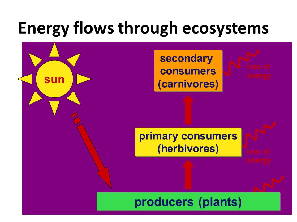 Energy flows through ecosystems