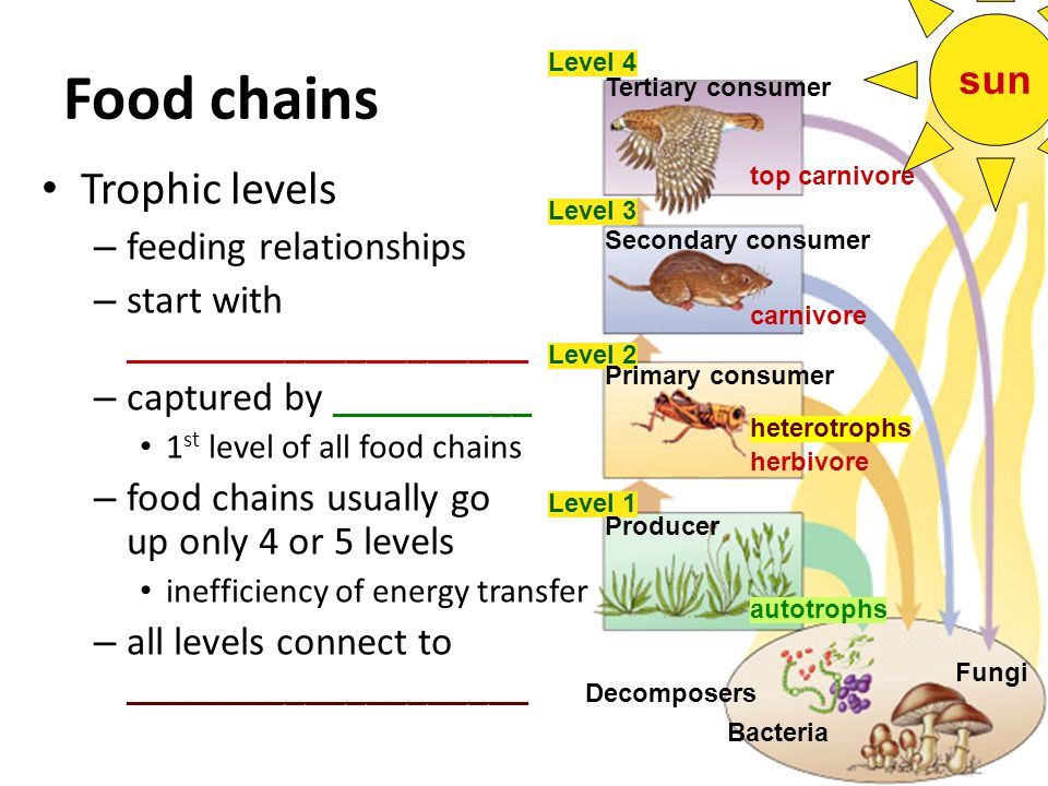 Food chains Trophic levels sun feeding relationships