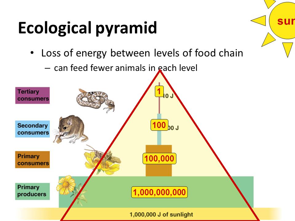 Ecological pyramid sun Loss of energy between levels of food chain