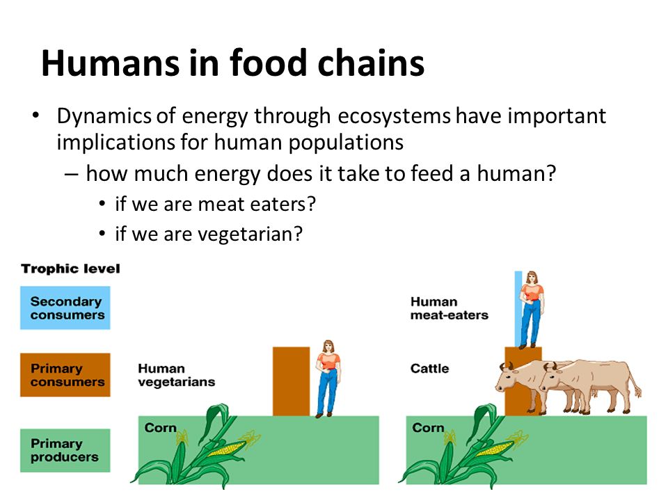 Humans in food chains Dynamics of energy through ecosystems have important implications for human populations.