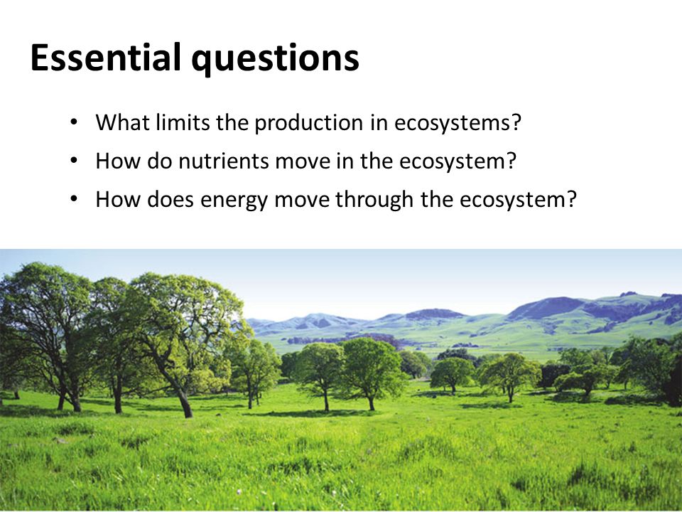 Essential questions What limits the production in ecosystems