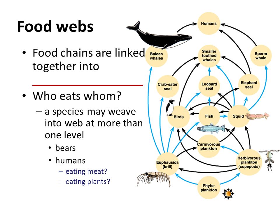 Food webs Food chains are linked together into __________________