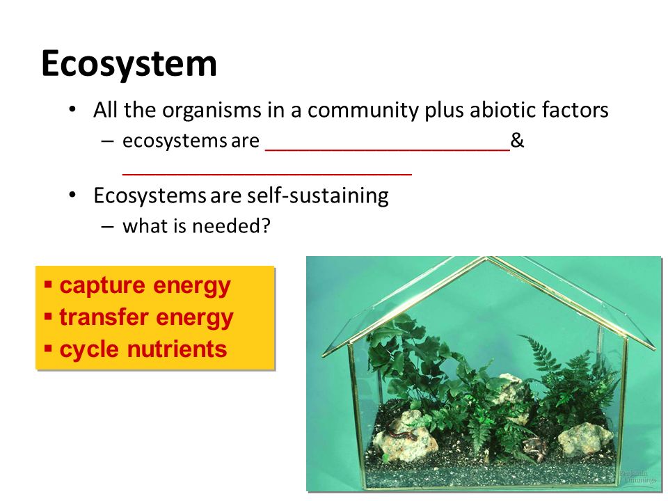 Ecosystem All the organisms in a community plus abiotic factors