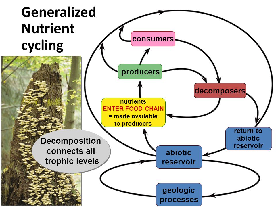 Generalized Nutrient cycling