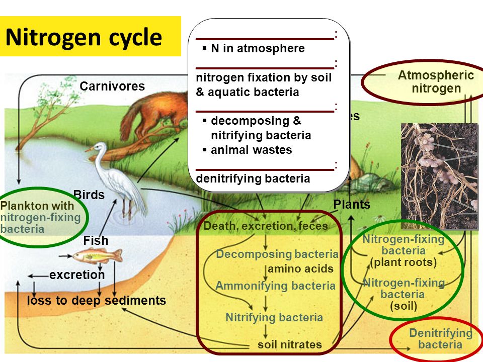 Nitrogen cycle Atmospheric nitrogen Carnivores Herbivores Birds Plants