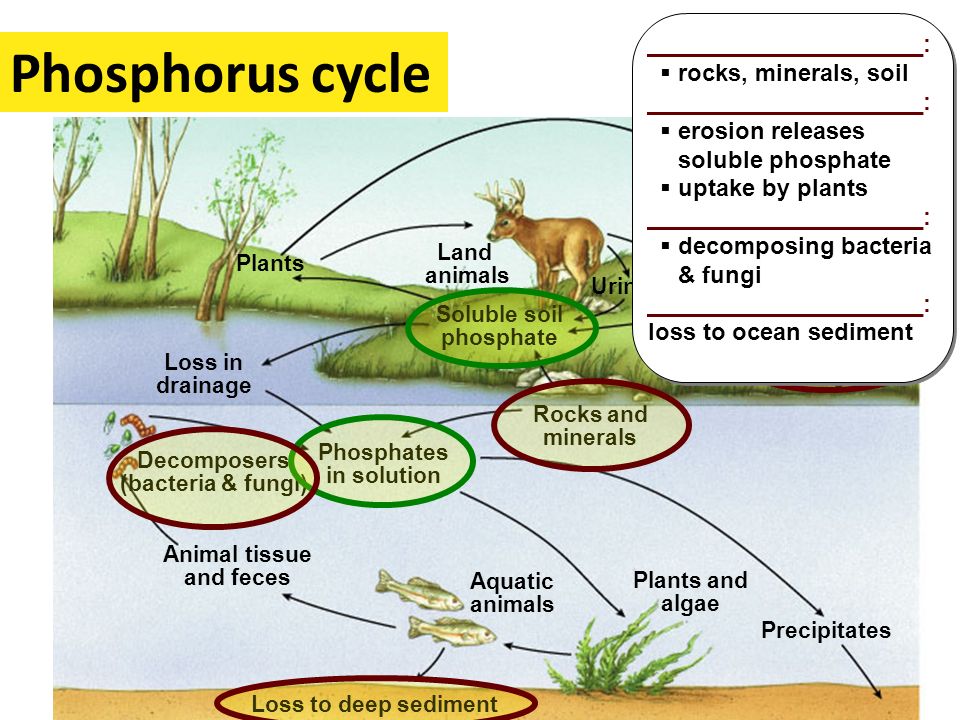 Phosphorus cycle _____________________: rocks, minerals, soil