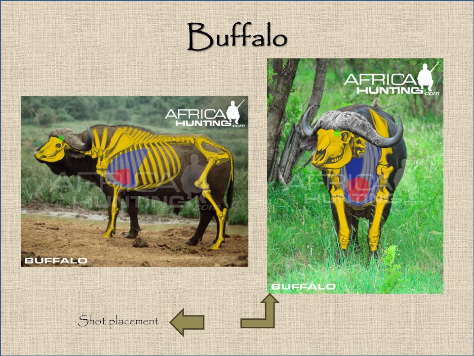 Safaris Shot Placement Guide Courtesy of :Africahunting.com - ppt video download