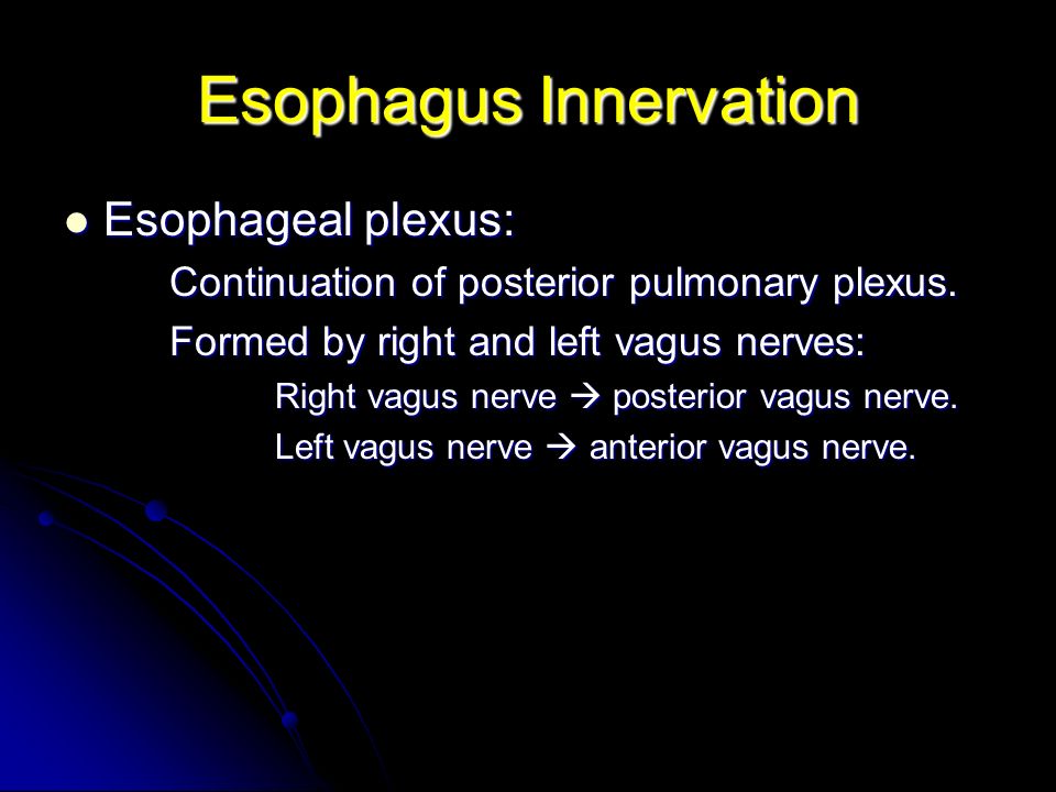 Esophagus Innervation